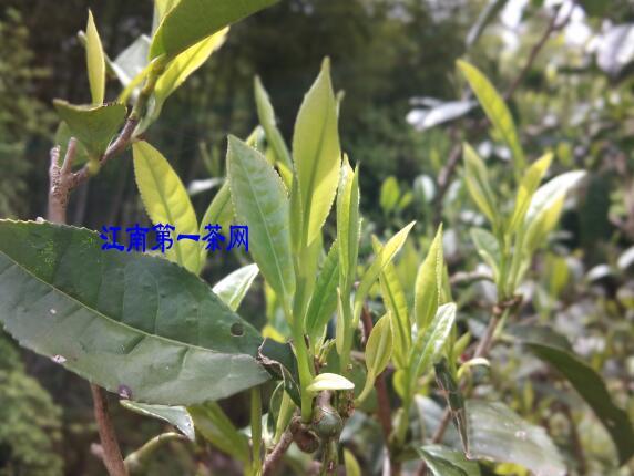 茶叶抗癌第一名